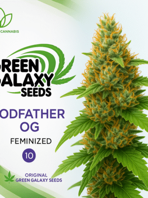 Godfather OG