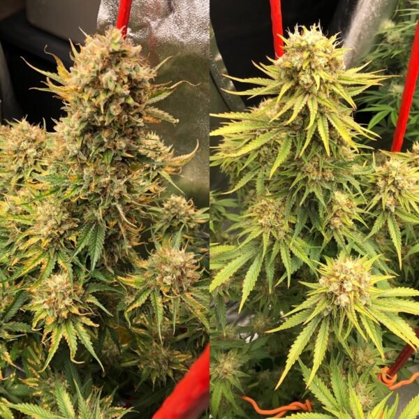 Moscaseeds_-_Cherry_Bubble_Gum Cherry Bubblegum CBD