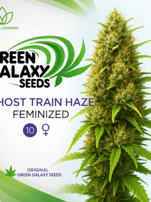 Ghost Train Haze