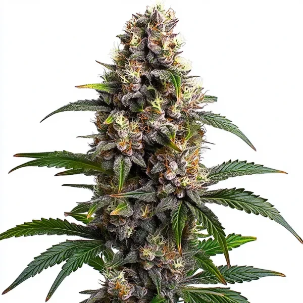 godfather_og-feminized-cannabis-seeds-by-blimburn Godfather OG