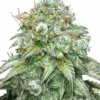 Godfather OG