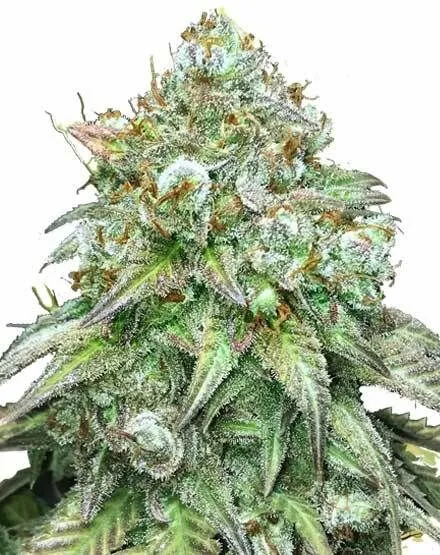 godfather_og_fem_msnl_seeds Godfather OG