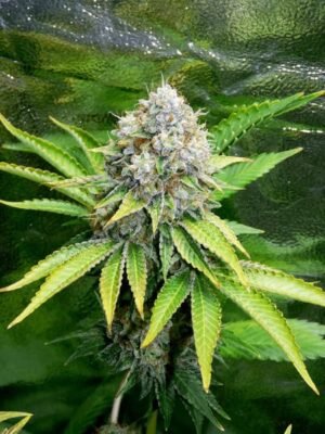 Og Kush