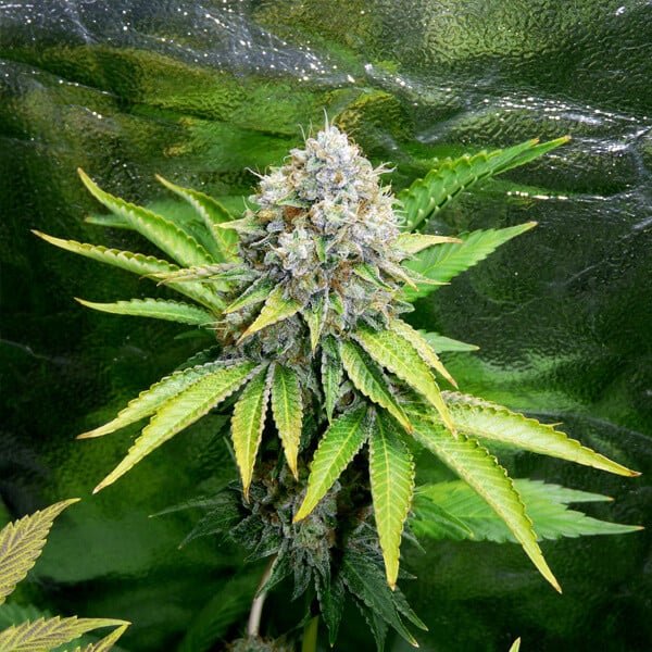 Og Kush