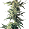 Northern Lights