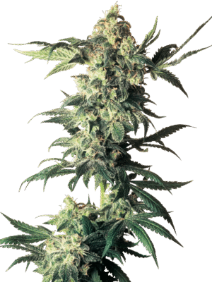 Northern Lights