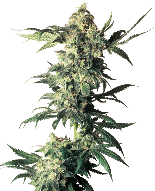 0000867_northern-lights-regular-seeds Northern Lights