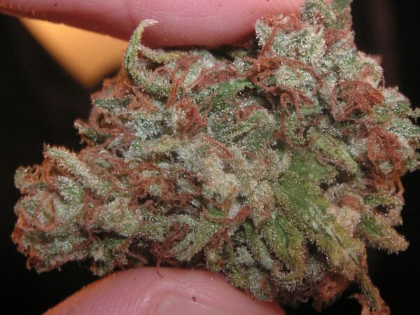 Green_Crack Green Crack