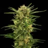 Durban Poison