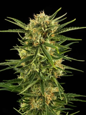 Durban Poison