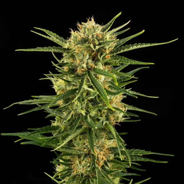R-DURBAN-POISON-WET-MENU Durban Poison