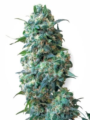 Afghan Kush