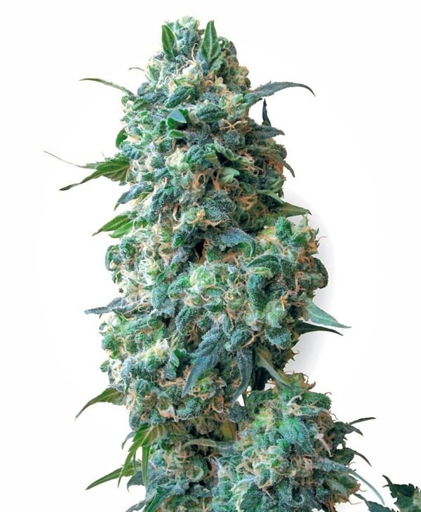 afghan-kush Afghan Kush