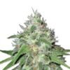 Amnesia Haze