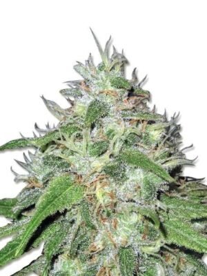 Amnesia Haze