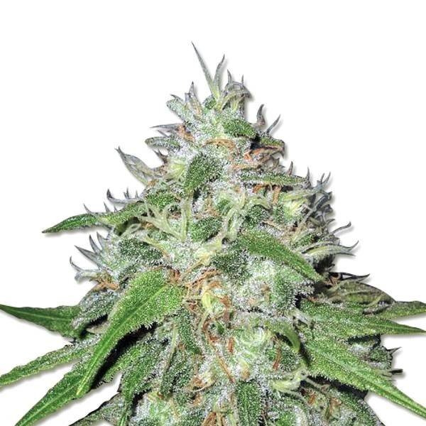 amnesia-haze Amnesia Haze