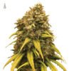 Super Silver Haze