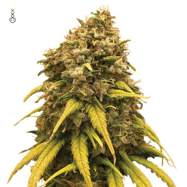 amsterdam_genetics_super_silver_haze_product_image-1 Super Silver Haze