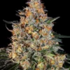 Bubba Kush