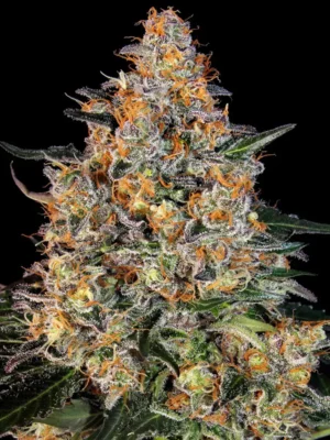 Bubba Kush