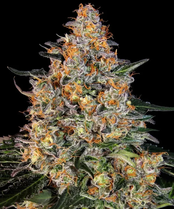 __bubba-kush_circle_new_21_126710 Bubba Kush