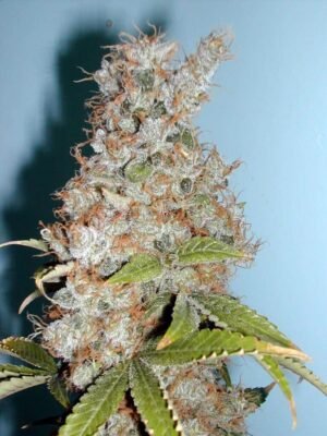 Blueberry