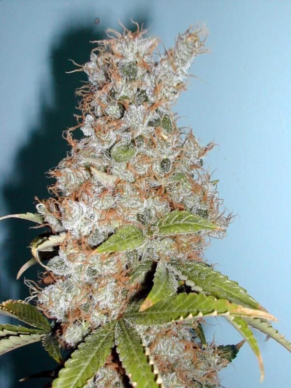 cogollo-Blueberry-dutch-passion-gardenscure.com- Blueberry