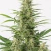 Sour Diesel