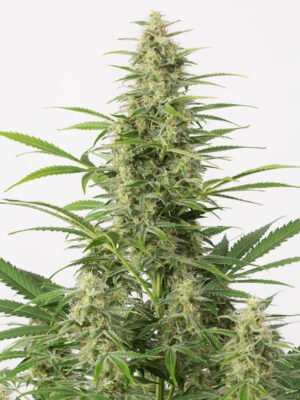Sour Diesel
