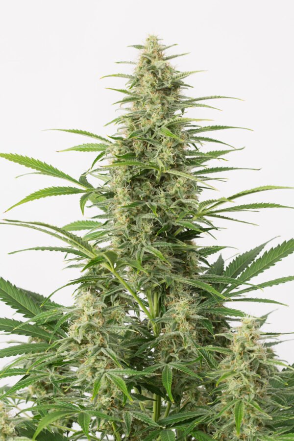 dinafem-sourdieselauto-4534 Sour Diesel