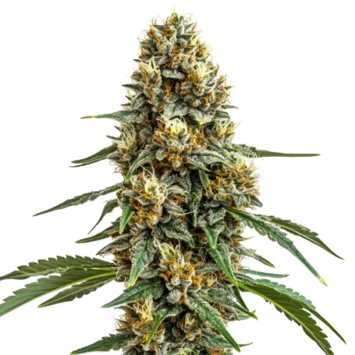 durban_poison-500x500 Durban Poison