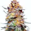 Granddaddy Purple