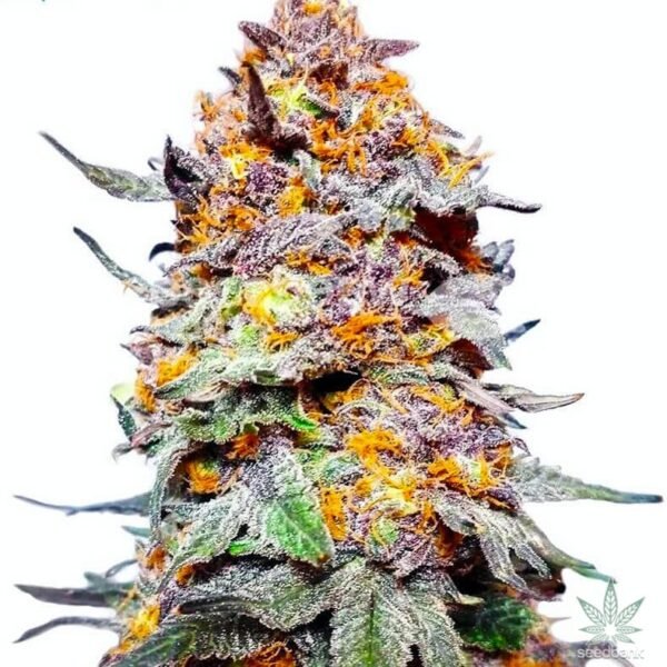 grand_daddy_purps_seeds Granddaddy Purple