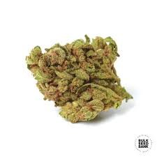 images Blueberry