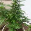 Northern Lights