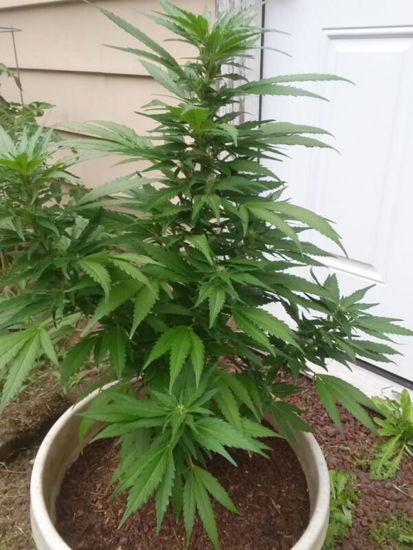 northern-light-plant-768x1024-1 Northern Lights