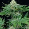 Bubba Kush