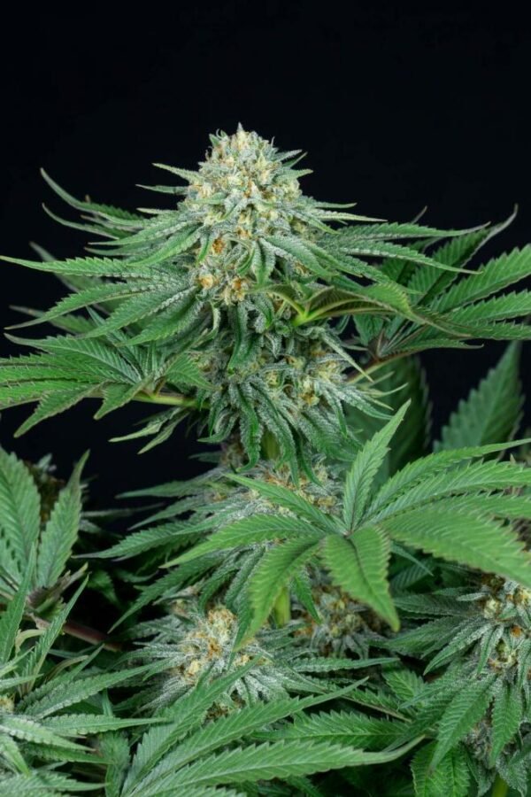xdinafem-bubbakushcbd-6710_660x990.jpg.pagespeed.ic_.VIWdQ7RLqg-600x900 Bubba Kush